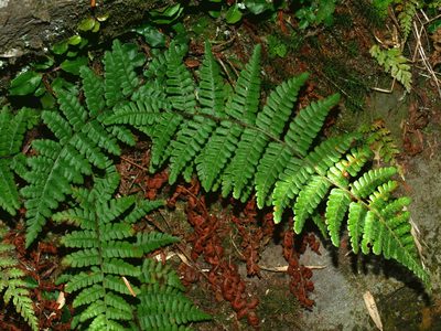 Dryopteris transmorrisonensis, photographed by Jacy Chen