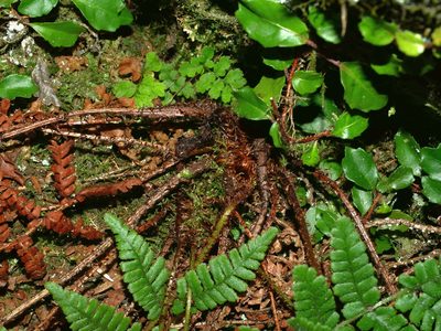 Dryopteris transmorrisonensis, photographed by Jacy Chen