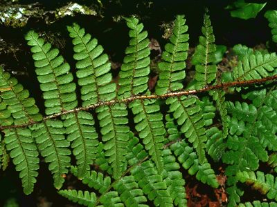 Dryopteris transmorrisonensis, photographed by Jacy Chen