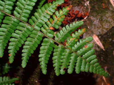 Dryopteris transmorrisonensis, photographed by Jacy Chen