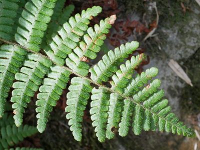 Dryopteris transmorrisonensis, photographed by Jacy Chen