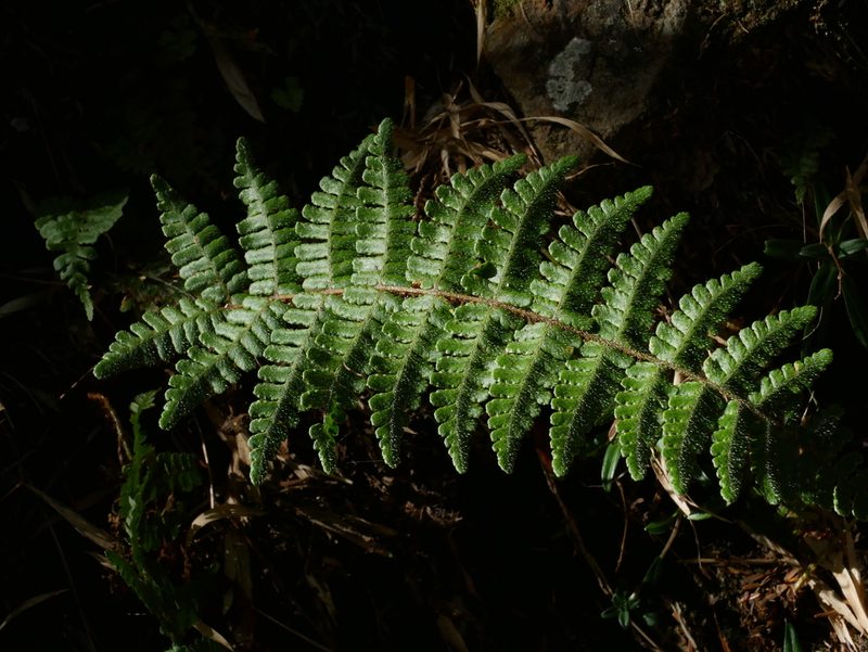 Dryopteris transmorrisonensis, photographed by Jacy Chen
