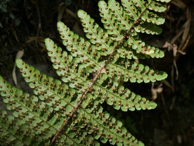 Dryopteris transmorrisonensis, photographed by Jacy Chen