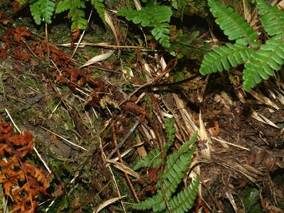 Dryopteris transmorrisonensis, photographed by Jacy Chen