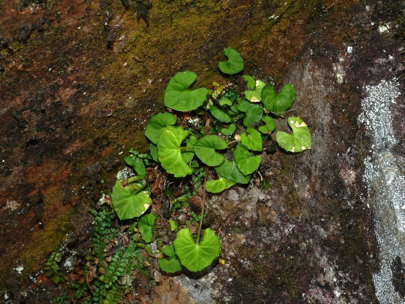 Viola senzanensis, photographed by Jacy Chen