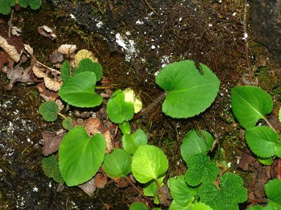 Viola adenothrix, photographed by Jacy Chen