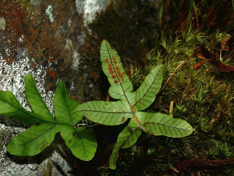 Selliguea quasidivaricata, photographed by Jacy Chen