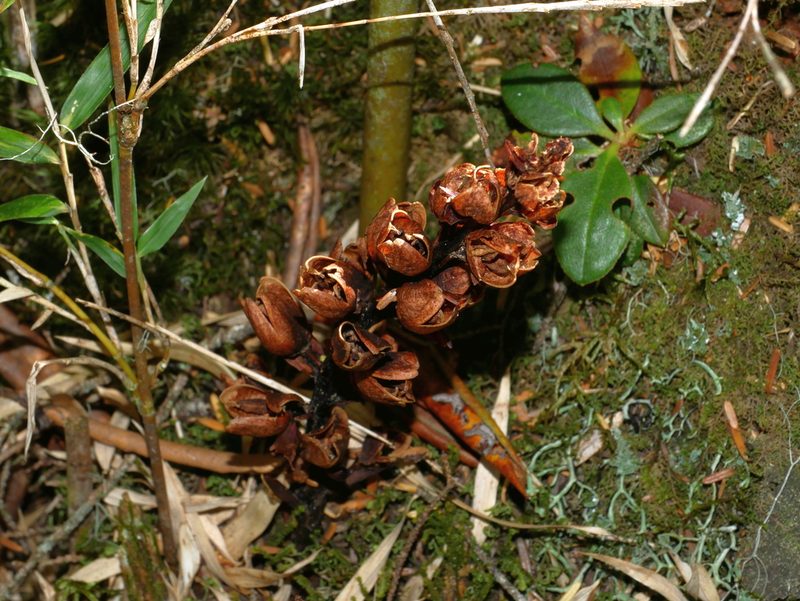 Xylanche himalaica, photographed by Jacy Chen