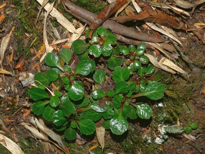 Shortia rotundifolia, photographed by Jacy Chen