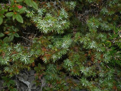Juniperus formosana, photographed by Jacy Chen