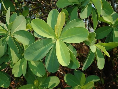 Schwartzia adamantium, photographed by Tsssss