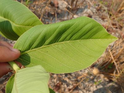 Jatropha elliptica, photographed by Tsssss