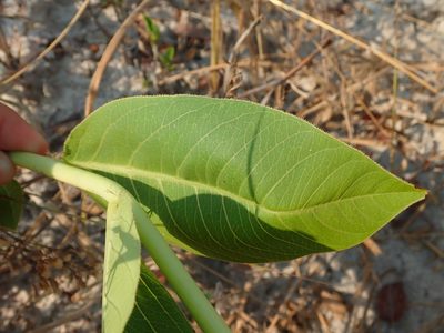 Jatropha elliptica, photographed by Tsssss