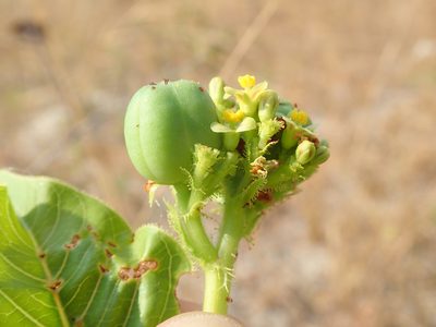 Jatropha elliptica, photographed by Tsssss