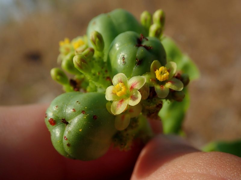 Jatropha elliptica, photographed by Tsssss