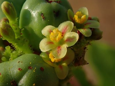 Jatropha elliptica, photographed by Tsssss