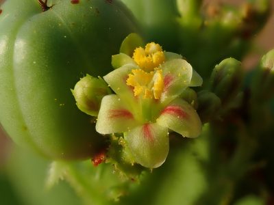 Jatropha elliptica, photographed by Tsssss