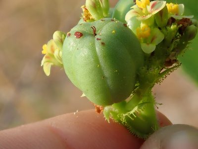 Jatropha elliptica, photographed by Tsssss