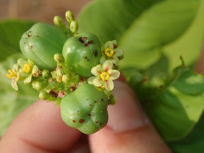 Jatropha elliptica, photographed by Tsssss