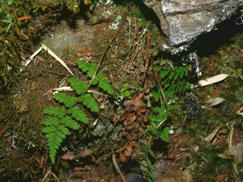 Dryopteris serratodentata, photographed by Jacy Chen