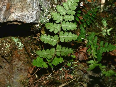 Dryopteris serratodentata, photographed by Jacy Chen