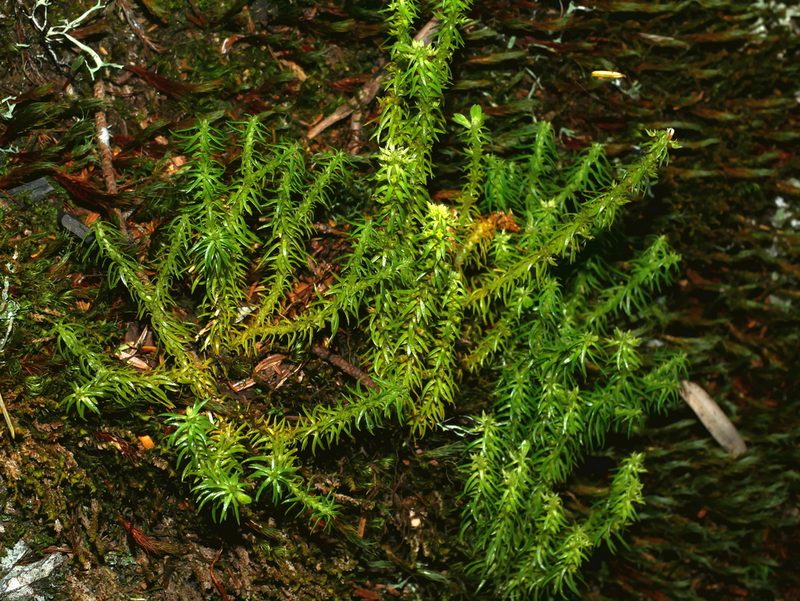 Huperzia quasipolytrichoides, photographed by Jacy Chen