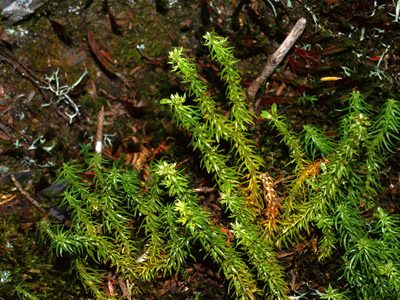 Huperzia quasipolytrichoides, photographed by Jacy Chen