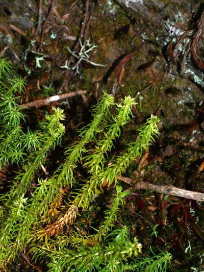 Huperzia quasipolytrichoides, photographed by Jacy Chen