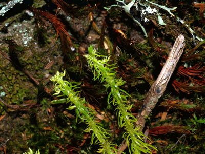 Huperzia quasipolytrichoides, photographed by Jacy Chen