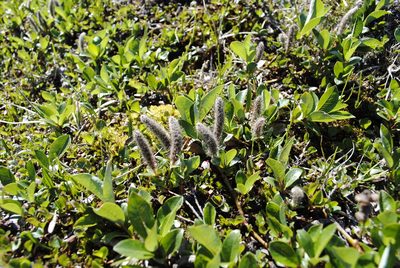 Salix arctophila, photographed by Annie Evankow
