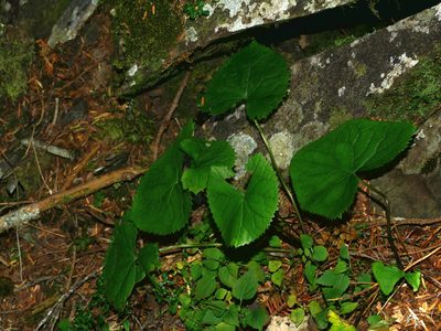 Ligularia kojimae, photographed by Jacy Chen