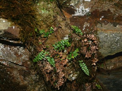 Polystichum atkinsonii, photographed by Jacy Chen