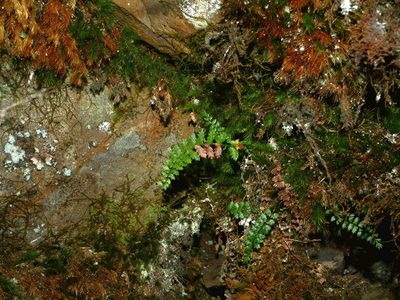 Polystichum atkinsonii, photographed by Jacy Chen