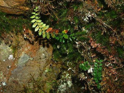 Polystichum atkinsonii, photographed by Jacy Chen