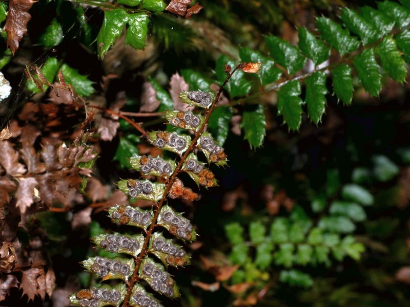 Polystichum atkinsonii, photographed by Jacy Chen