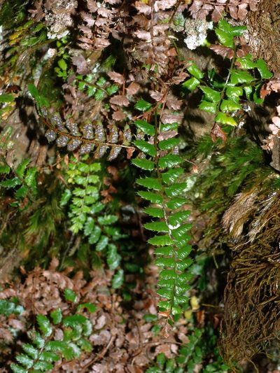 Polystichum atkinsonii, photographed by Jacy Chen
