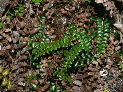 Polystichum atkinsonii, photographed by Jacy Chen