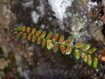 Polystichum atkinsonii, photographed by Jacy Chen