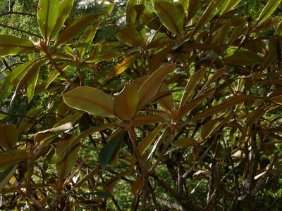 Rhododendron hyperythrum, photographed by Jacy Chen