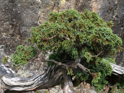 Juniperus squamata, photographed by Jacy Chen