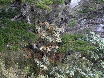 Rhododendron hyperythrum, photographed by Jacy Chen