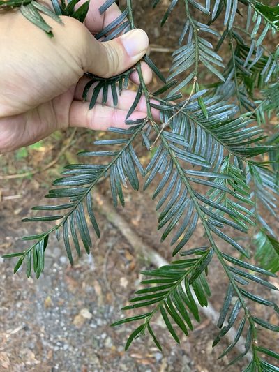 Taxus mairei, photographed by 呂一起(Lyu yi-chi)