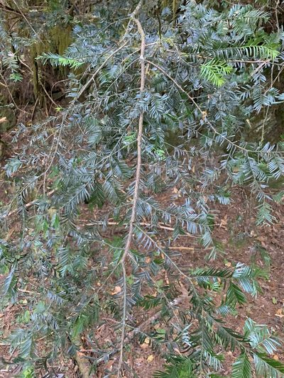 Taxus mairei, photographed by 呂一起(Lyu yi-chi)