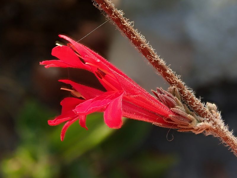 Justicia lanstyakii, photographed by Tsssss
