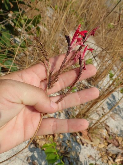 Justicia lanstyakii, photographed by Tsssss