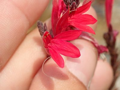 Justicia lanstyakii, photographed by Tsssss