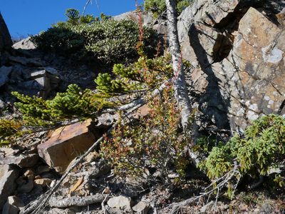 Berberis morrisonensis, photographed by Jacy Chen