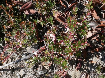 Gaultheria borneensis, photographed by Jacy Chen