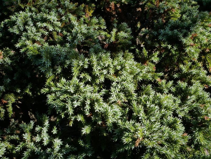 Juniperus squamata, photographed by Jacy Chen