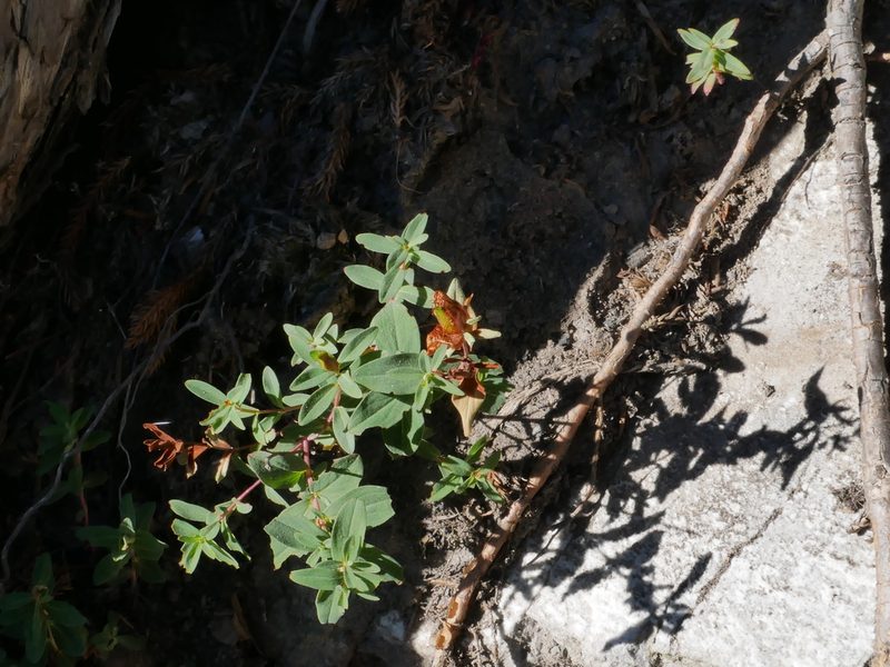 Hypericum nagasawae, photographed by Jacy Chen